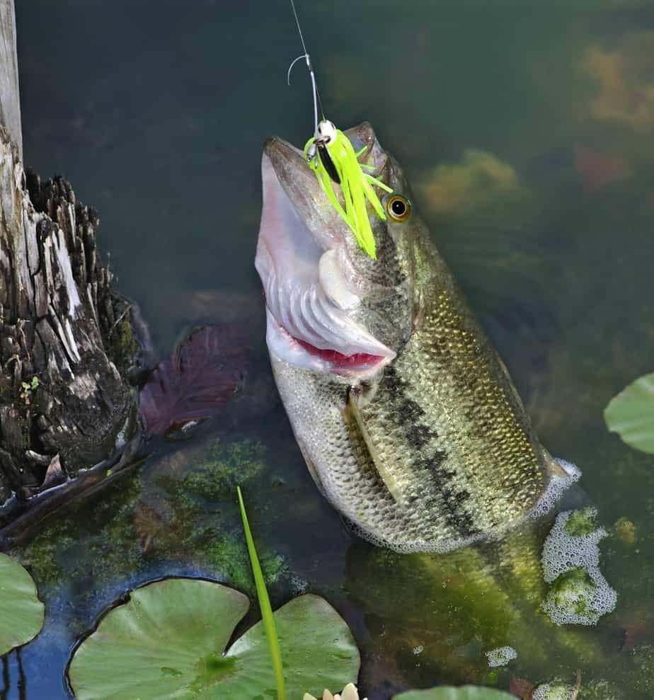 The Best Bass Attractant Our Top 7 Picks of 2024