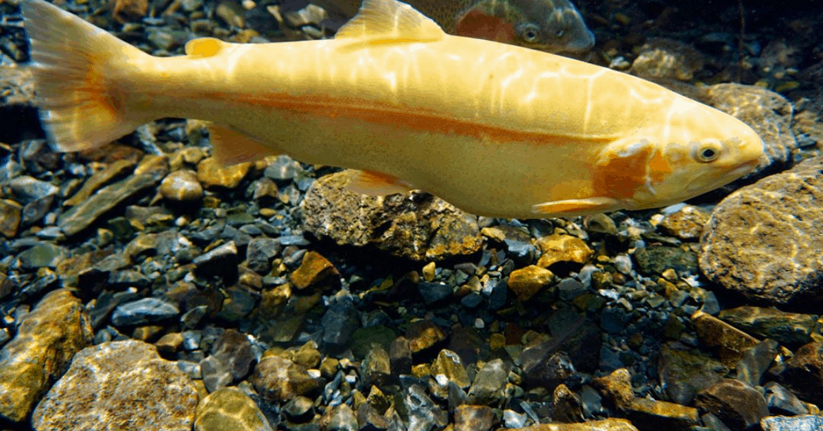 Palomino Trout What Are They and How to Catch Them