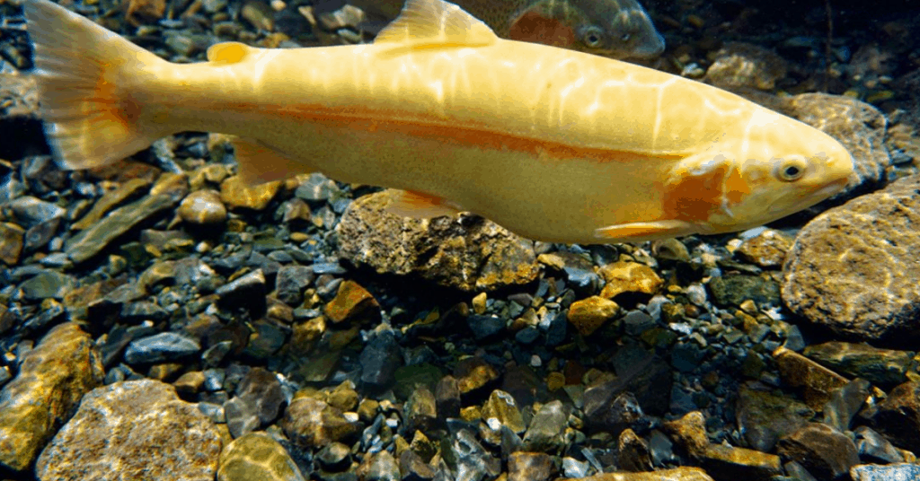 Palomino Trout What Are They and How to Catch Them