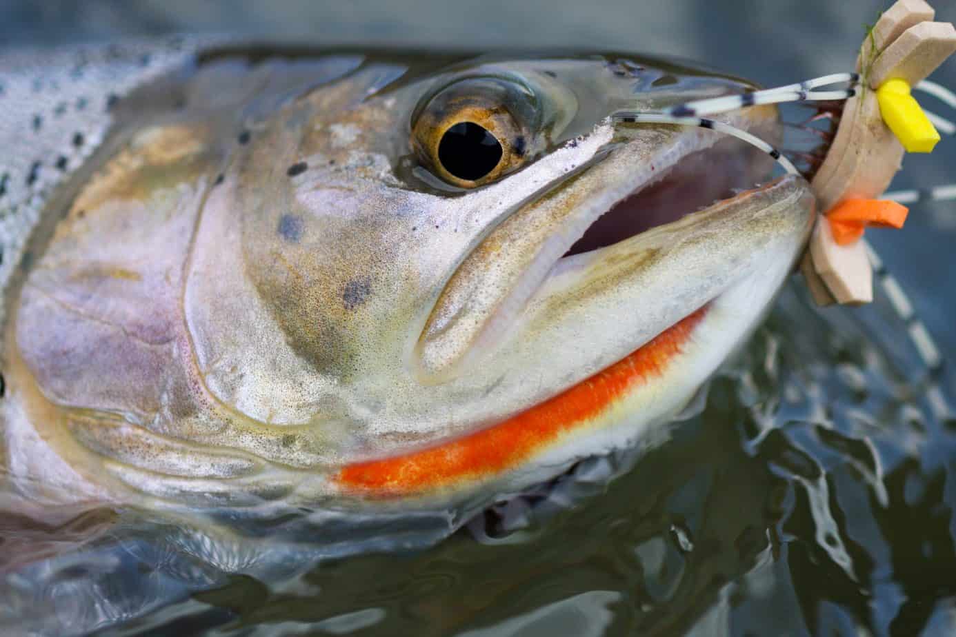 Do Trout Have Teeth? And How to Handle a Hooked Trout