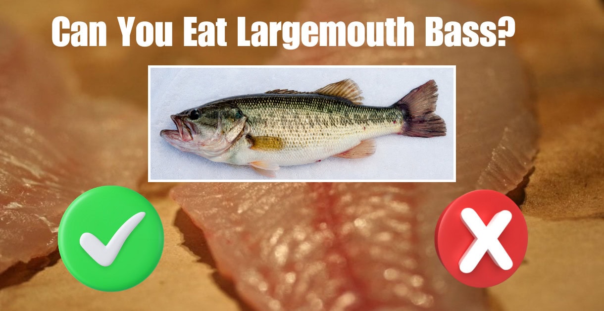 Can You Eat Bass? Cooking Tips, Tricks and Recipes