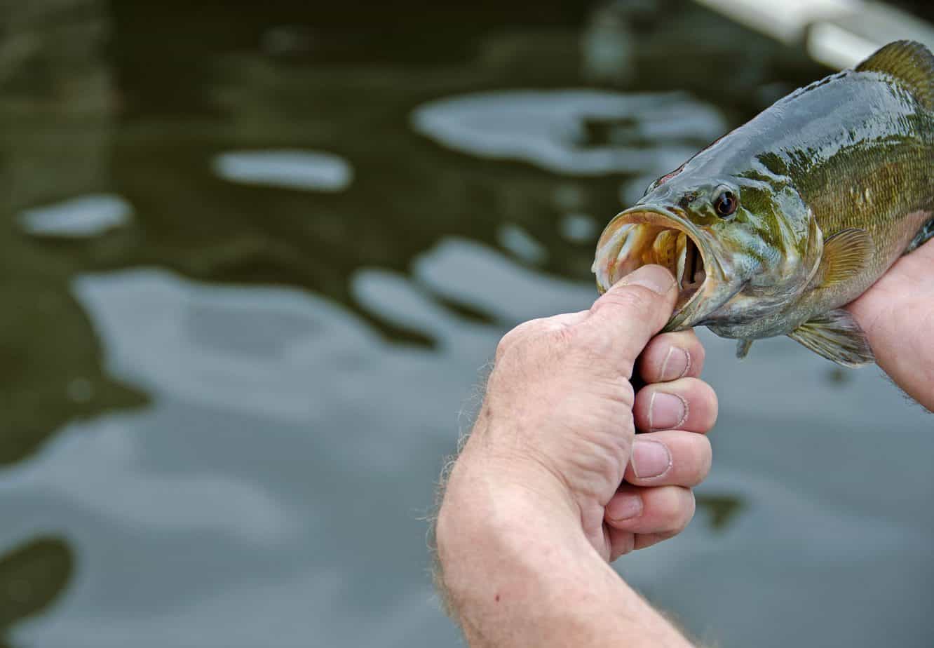 How Long Do Bass Live? And More Amazing Bass Facts