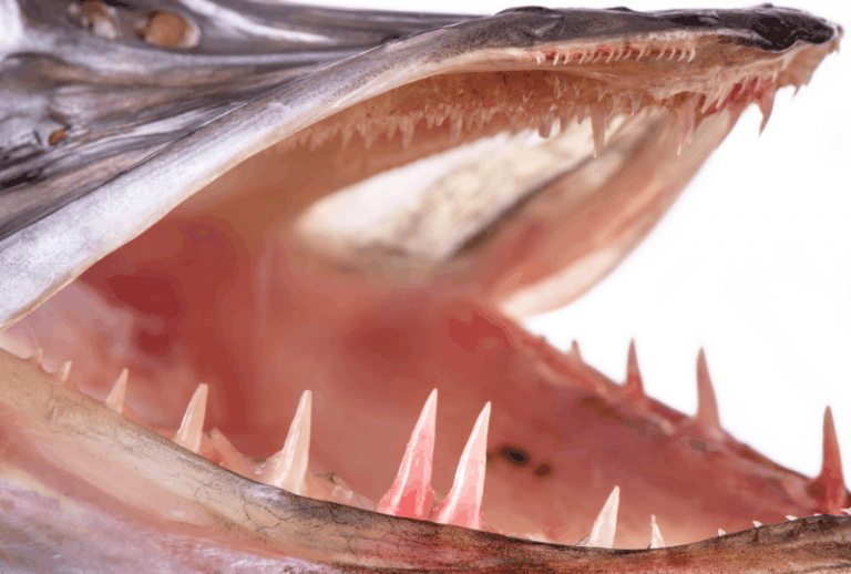 Northern Pike Teeth Facts and Pictures Plus How to Handle(01)