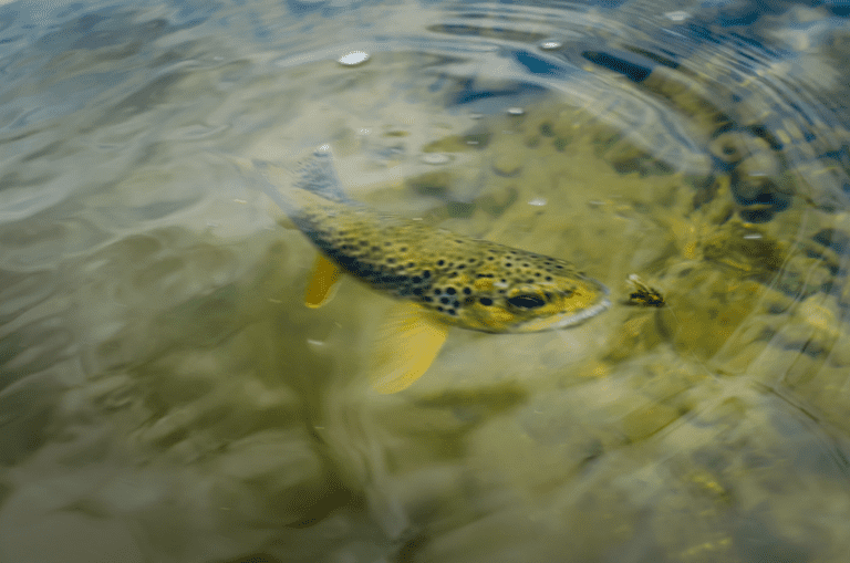 What Do Trout Eat? A Guide to Salmonid Feeding Habits