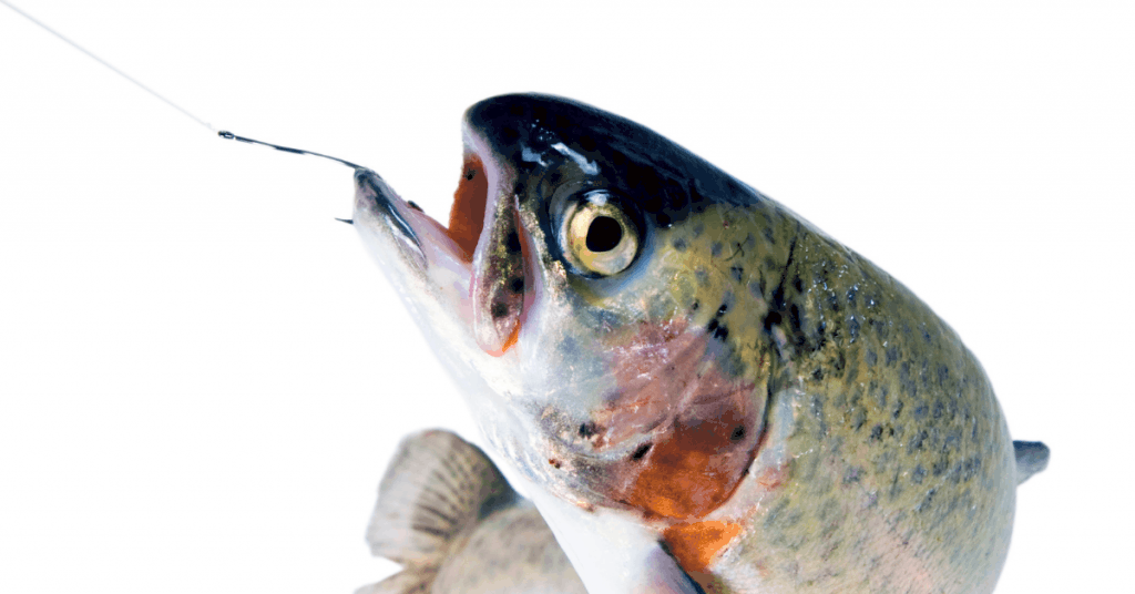 What Hook Size and Type Are Best for Trout (In All Situations)?