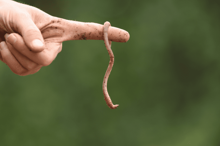 Image showcasing What Do Trout Eat? A Guide to Salmonid Feeding Habits