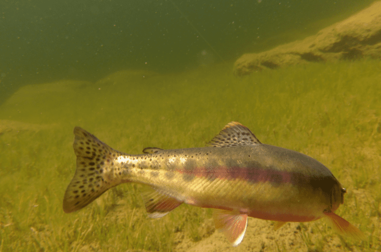 World Record Golden Trout An Amazing Size