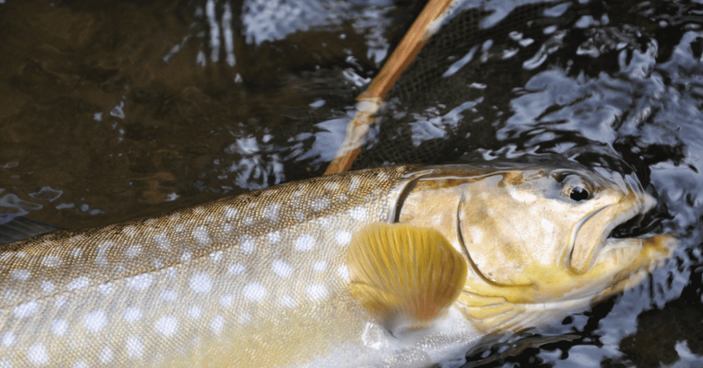 Japanese Trout A Guide to the Key Types