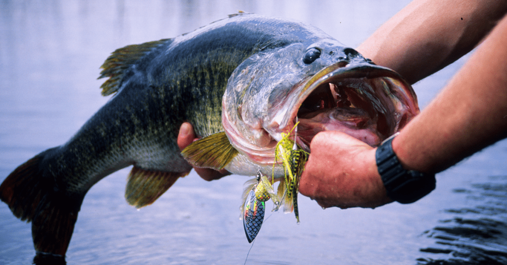 Bass Fishing At Night 20 Top Tips