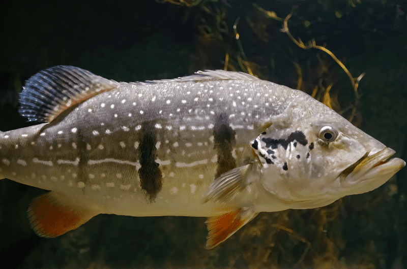 Peacock bass underwater 2