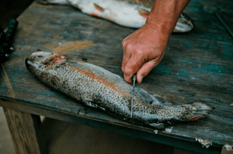 Do Trout Have Scales? A Full Explanation