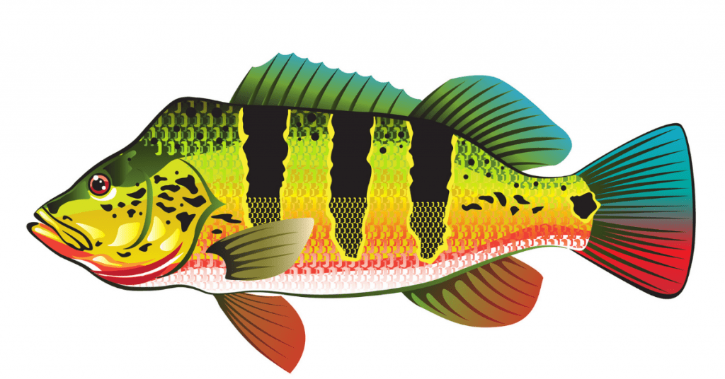 Best Lures For Peacock Bass Fishing Jigs, Poppers And Flies