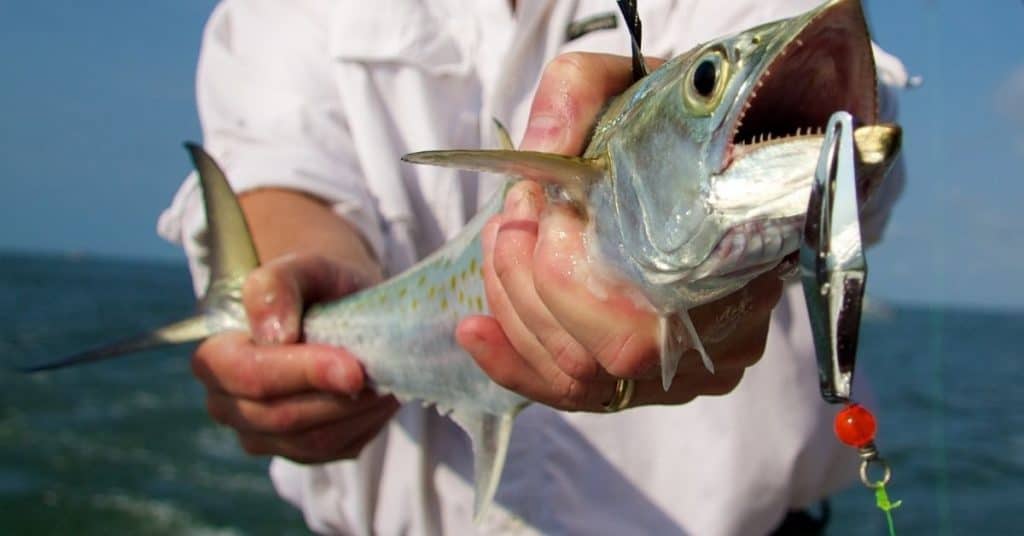 Are Spanish Mackerel Good to Eat?