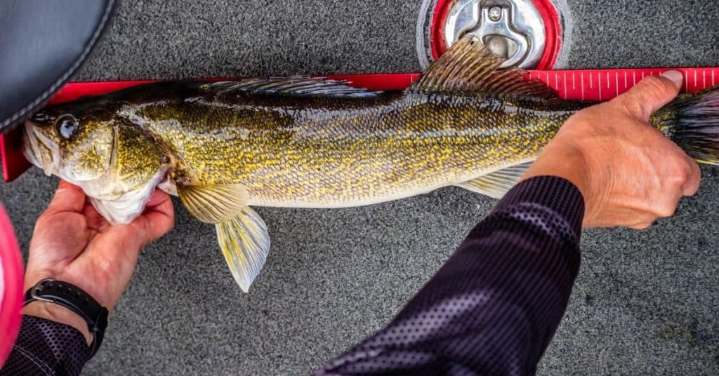 Bag Limit vs Possession Limit Key Differences Explained