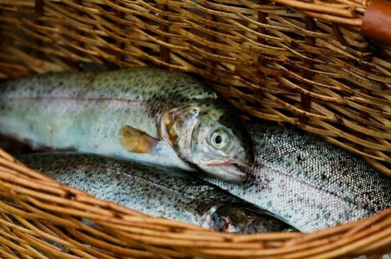 Bag Limit vs Possession Limit Key Differences Explained