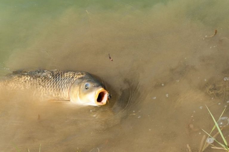 How Long Can Fish live Out of Water? A YEAR for Some Types!