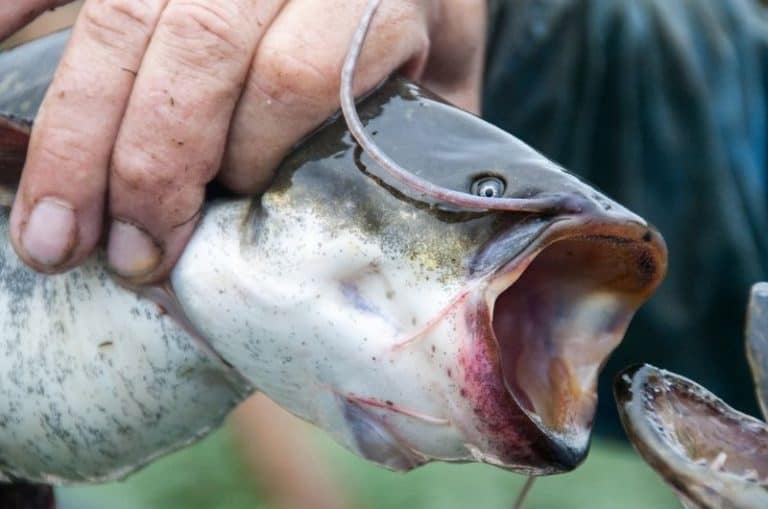How Long Can Fish live Out of Water? A YEAR for Some Types!