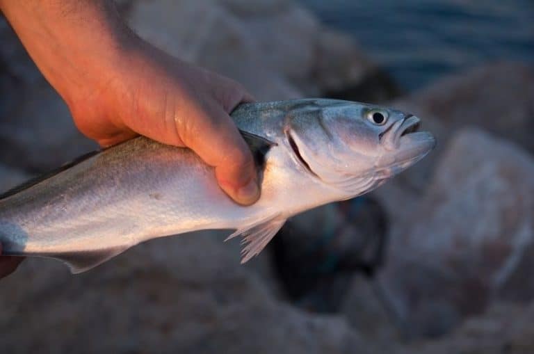 How Long Can Fish live Out of Water? A YEAR for Some Types!