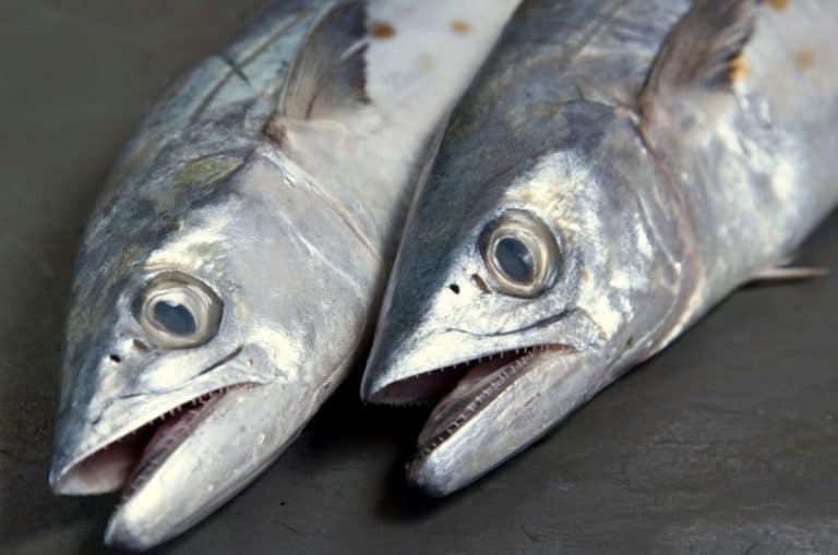 Are Spanish Mackerel Good to Eat?