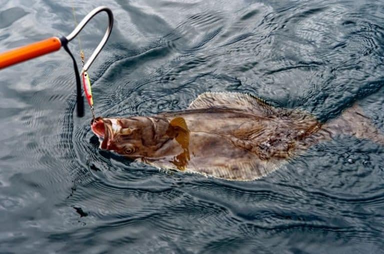 Current IGFA World Record Halibut 2024 Largest Ever (with pic)