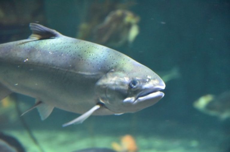 How to Catch Kokanee and Other Landlocked Salmon Species