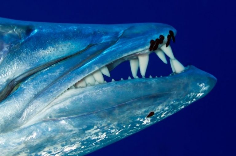 Barracuda Teeth: Sharp and Dangerous (Facts and Pictures)