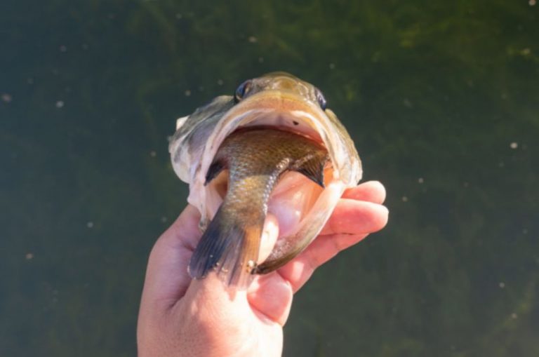 Do Bass Eat Bluegill? They Sure Do!