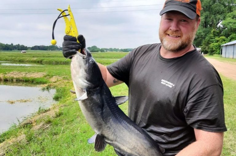 Blue Catfish vs Channel Catfish