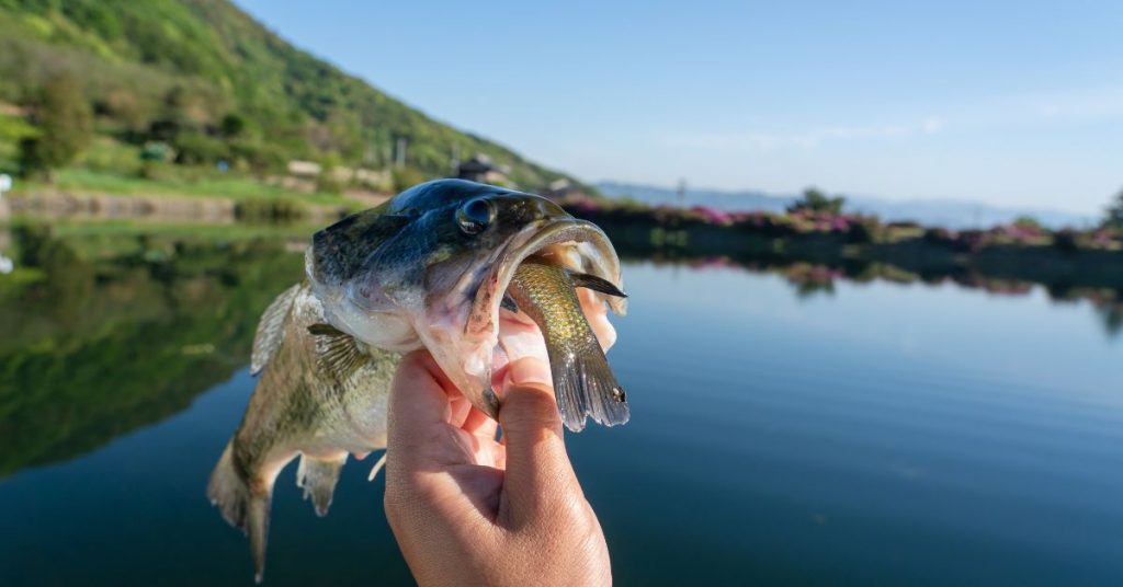 Do Bass Eat Bluegill? They Sure Do!