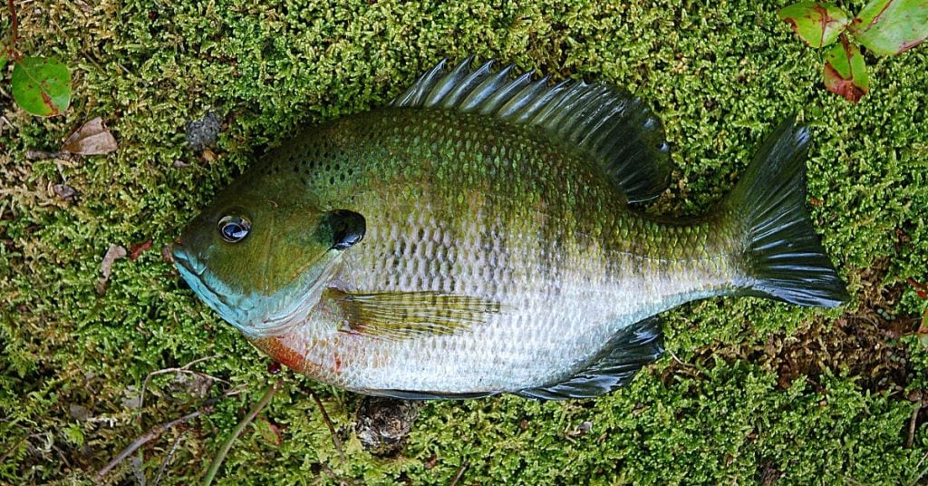 Do Bluegill Bite at Night? (After Dark Tips)