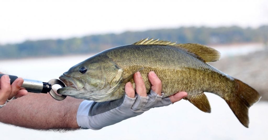 How to Catch Smallmouth Bass A Complete Guide