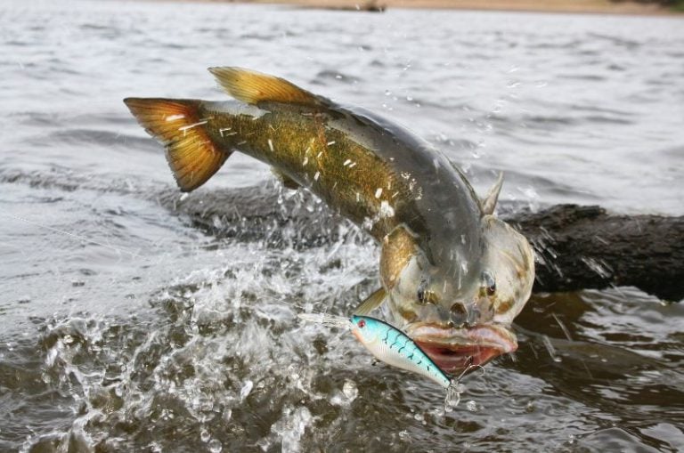 How to Catch Smallmouth Bass A Complete Guide