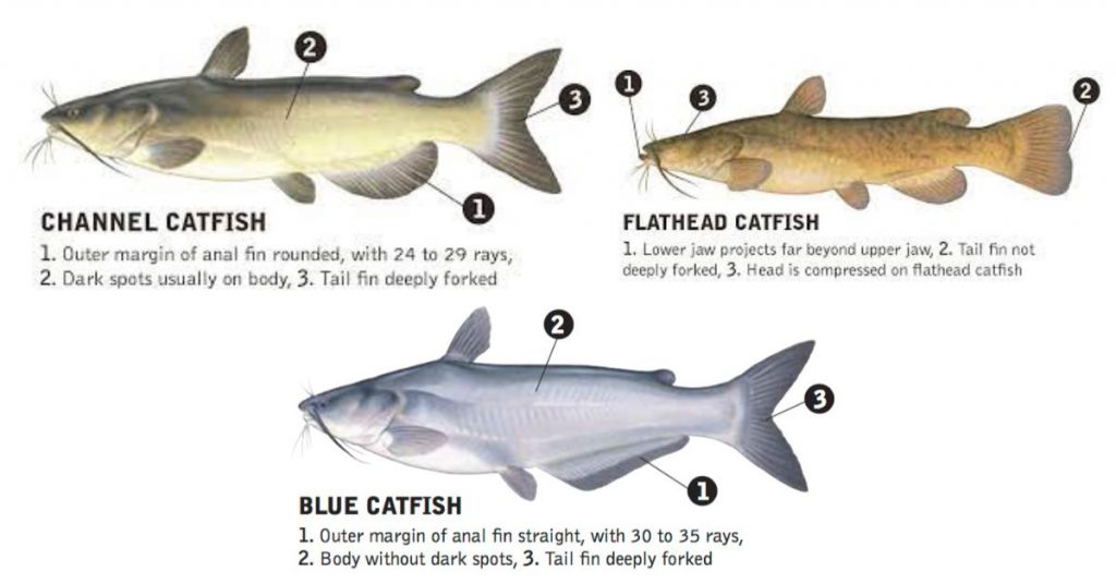Catfish Species Identification At Koby Chapple Blog