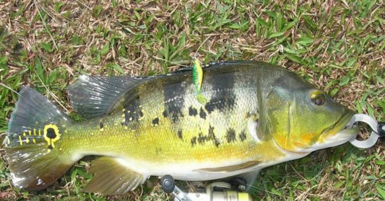 What Does It Mean To Foul Hook A Fish 