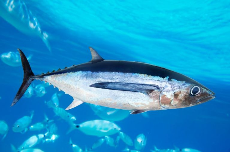 Hardest Fighting Saltwater Fish: Top 15 List