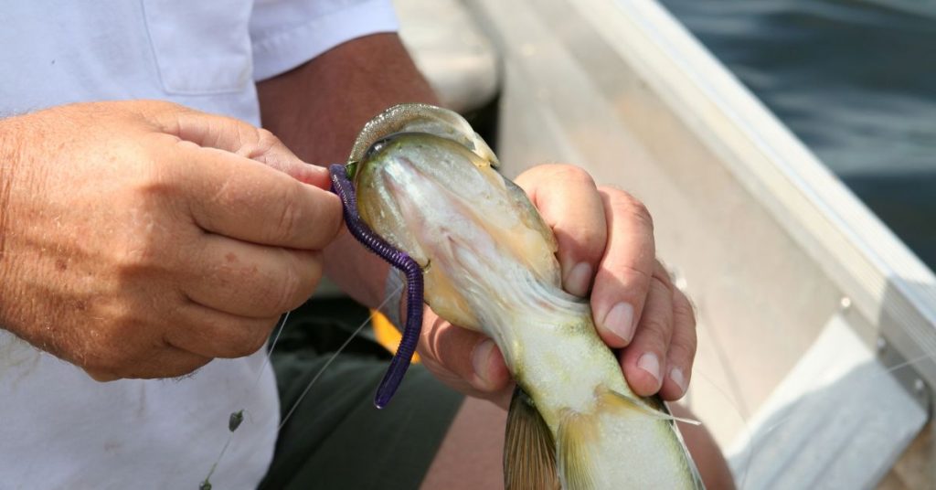 Do Fish Heal from Hooks? The Latest Insights for Anglers