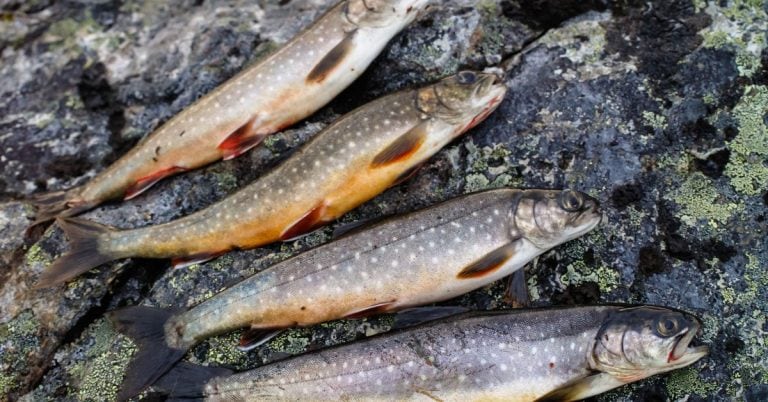 urban arrow vs dolly