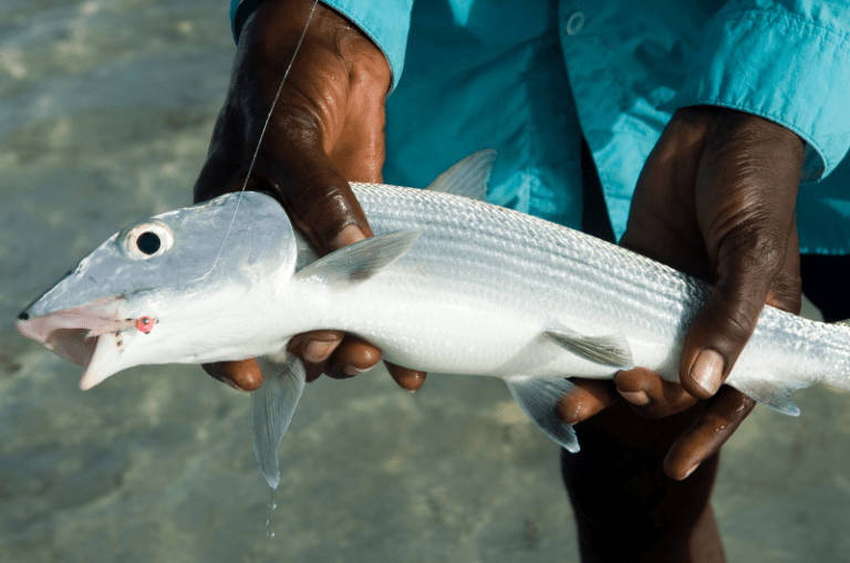 Bonefish Leader Formula: How To Make Lefty Kreh #39 s Leaders