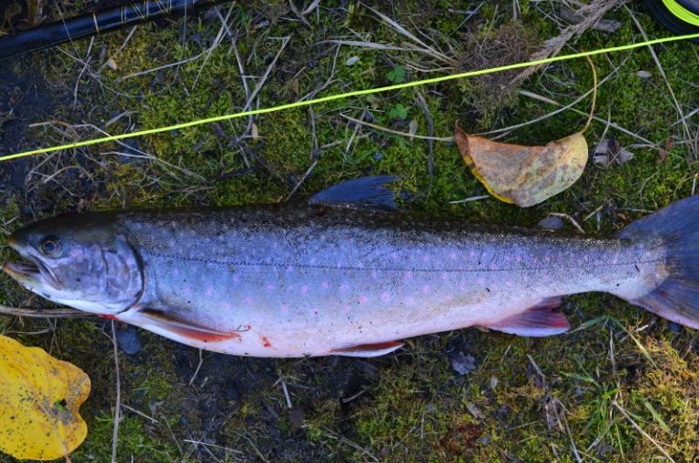 What is a Dolly Varden? How to Identify This Char Species