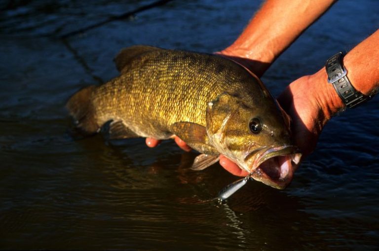 When do Smallmouth Bass Spawn? Season and Times Revealed