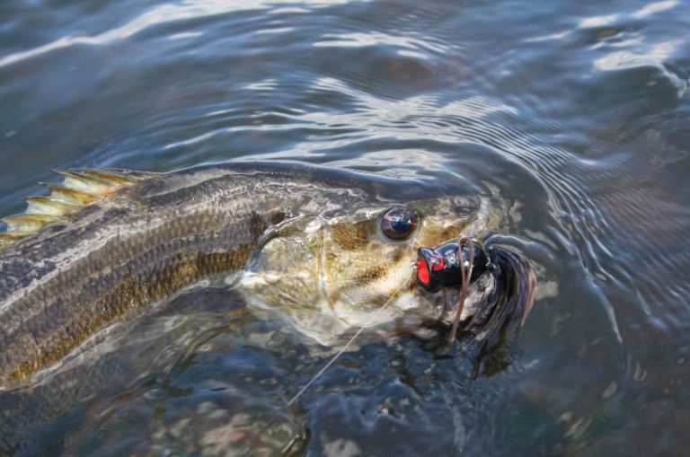 When do Smallmouth Bass Spawn? Season and Times Revealed