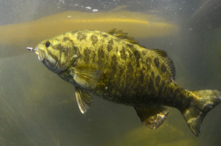 When do Smallmouth Bass Spawn? Season and Times Revealed