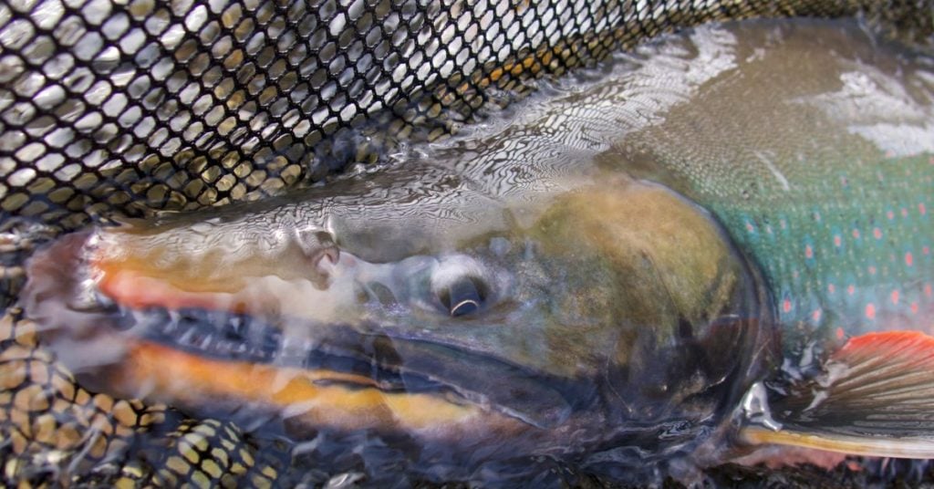 What is a Dolly Varden? How to Identify This Char Species