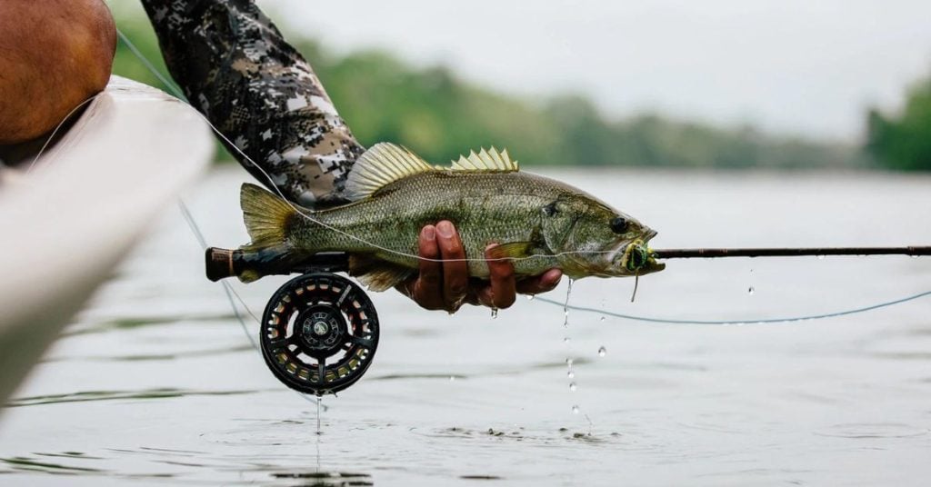 Fly Fishing For Largemouth Bass A Beginner’s Guide