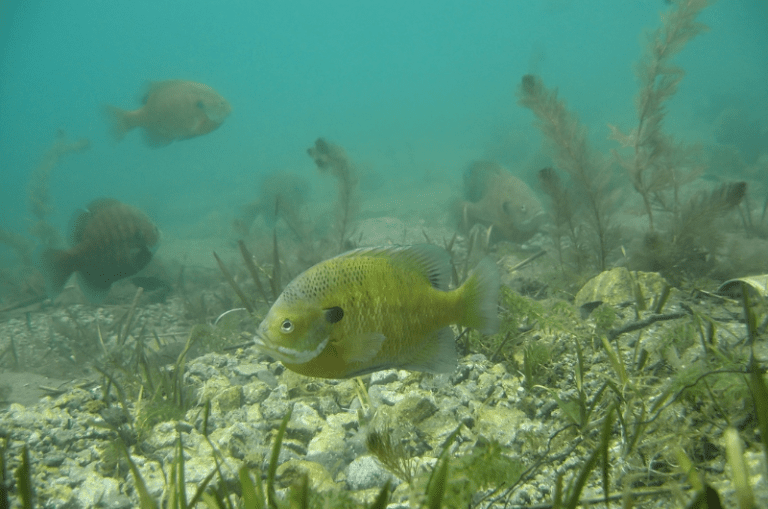 When do Bluegill Spawn: Times, Seasons and Locations