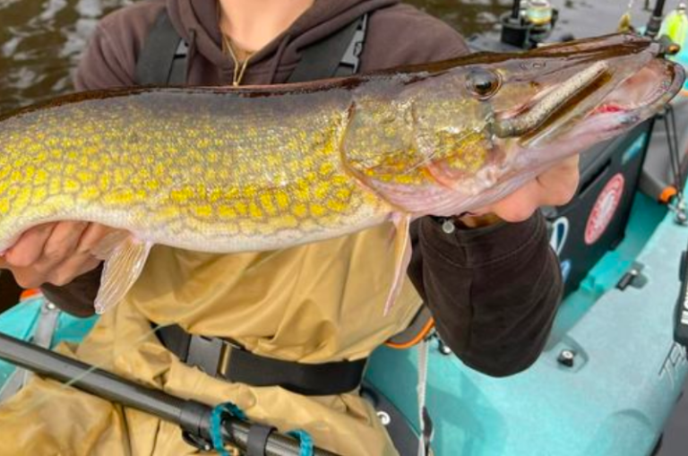 When Do Chain Pickerel Spawn and How to Catch Them
