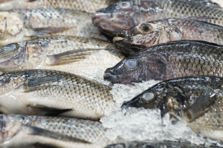 How Long Can You Keep Fish on Ice?