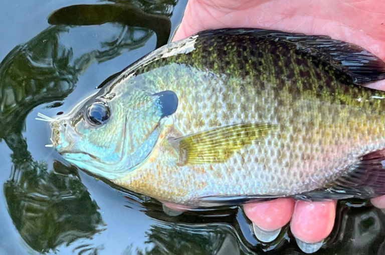 Fly Fishing for Bluegill Essential HowTo Guide Tackle Village