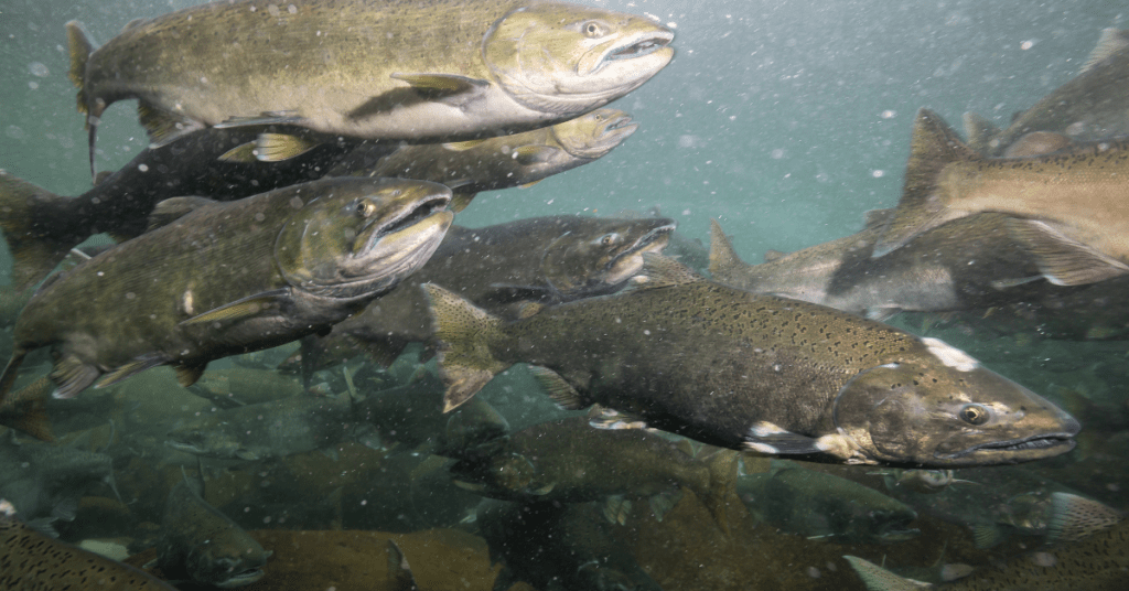 When do Salmon Spawn Spawning Times for All Species