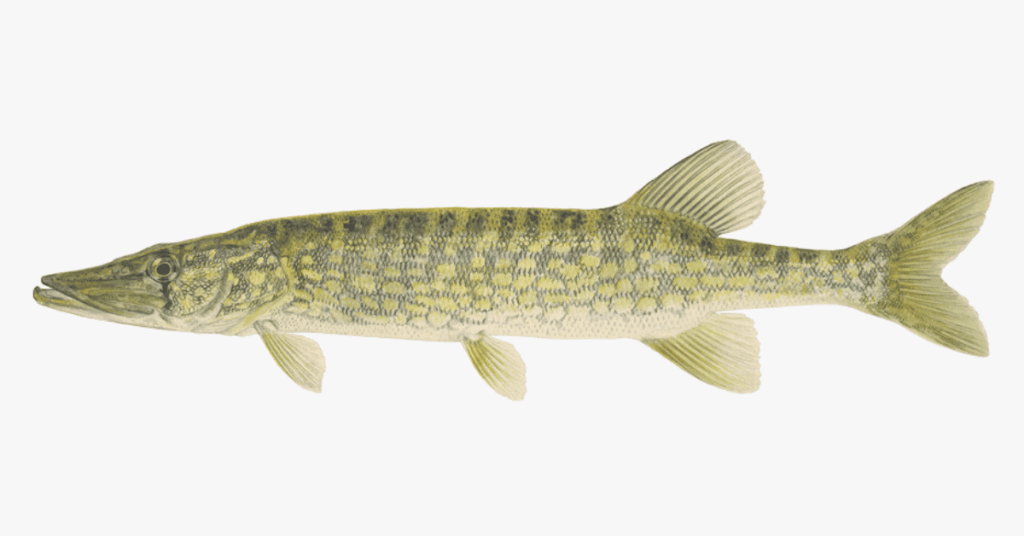 World Record Chain Pickerel: The Biggest Ever Caught
